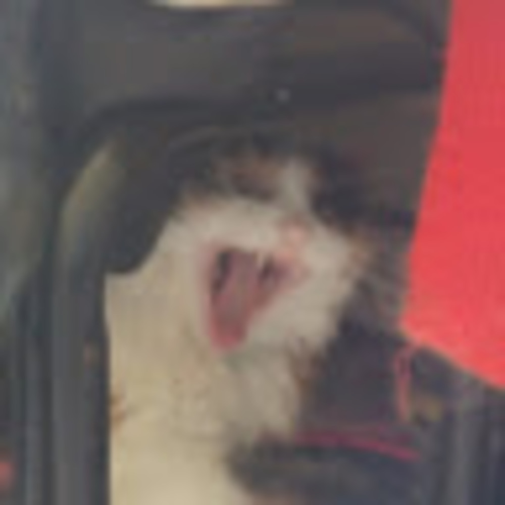 Meet your Posher, Sara